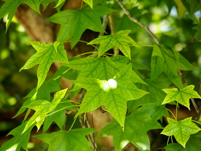 [Light-green five-pointed star shaped leaves with darker-green veins handing from the branches overhead. A white blot of sunshine sits at the edge of one leaf.]